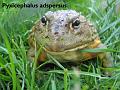 Pyxicephalus adspersus 22